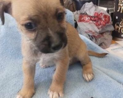 Aries - Chihuahua & Terrier Mix Male Puppy for Adoption