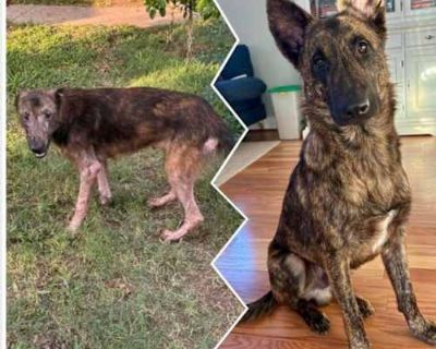 Toby - Dutch Shepherd Male Dog for Adoption