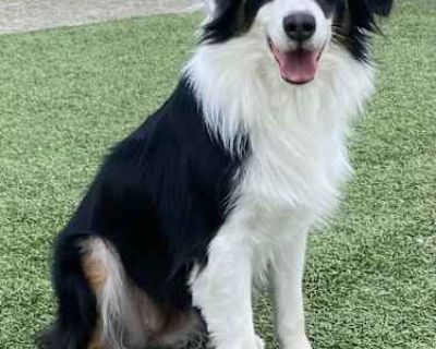 Hope - Australian Shepherd Female Dog for Adoption