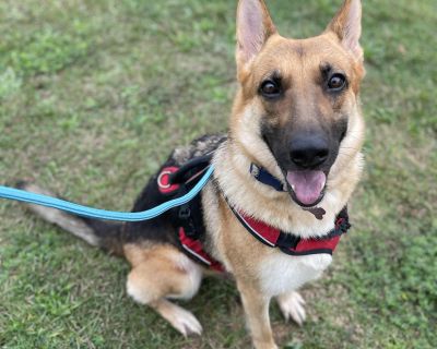 Loraine - German Shepherd Dog Mix Female Dog for Adoption