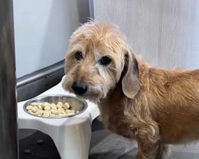 Gus - Dachshund Male Dog for Adoption