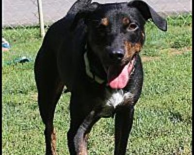 Haven - Doberman Pinscher Female Dog for Adoption