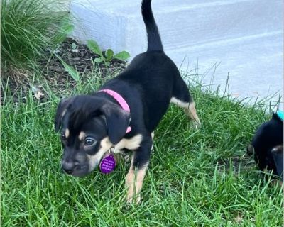 Kim - Female Puppy Catahoula mix for Adoption