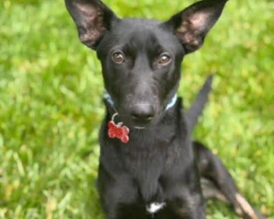 Black Panther Pawsquad - German Shepherd Dog/Chihuahua Mix Male Dog for Adoption