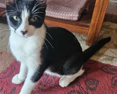 Bohdi25 - Domestic Shorthair Male Cat for Adoption