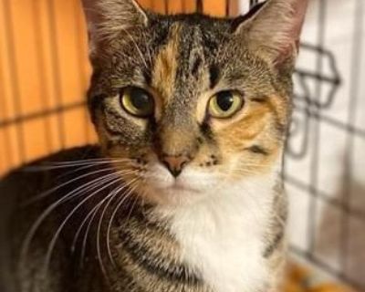 Trina - Tabby Female Cat for Adoption