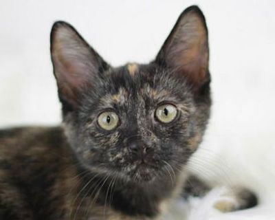 Aurora Jane - Domestic Shorthair Female Cat for Adoption