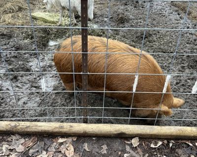 KuneKune boar pig
