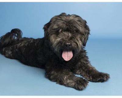 IZ - Shih Tzu/Schnauzer (Miniature) Mix Male Dog for Adoption