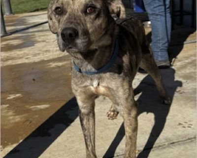 Scout Needs a Foster or Adopter by 12/6 to Secure His Ride to Wisconsin Scout is currently in the Arkansas shelter system and needs a foster or adopter to secure his spot on the transport truck to Cedarburg, WI with Mutt Life Dog Rescue on Saturday 12/6. Without a home commitment, he won't be able to make the trip. Meet Scout Scout is a beautiful Catahoula boy with a kind heart and a striking c...
