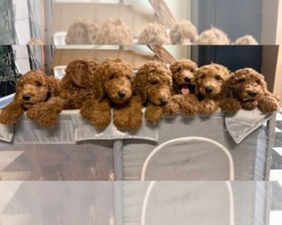 10 Weeks Old * Size at Maturity: Large * Availability Date: 10/29/2025 * Shipping Area: Pick Up Only * Payment Method: Cash *. 5, male Goldendoodle s. Mom is an F1BB DAD is an F1B 10 weeks old 2nd round of vaccinations completed, vet health certificate We are not a breeder just wanted to have puppies for friends and have 5 left