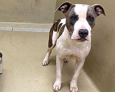 Cha-Cha #16470 - American Bulldog/Mixed Breed (Large) Mix Female Dog for Adoption