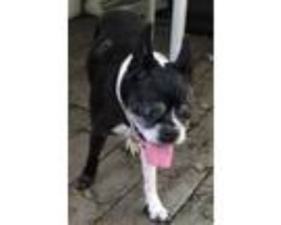 Adopt Baby #16 a Black Boston Terrier / Mixed dog in Umatilla, FL (31963988)