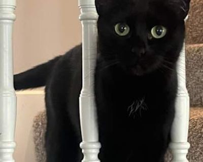 Delaney is an 11-year-old sweetheart with a shy, cautious nature and a soft, gentle soul. She warms up slowly, but once she feels safe, her little spark of spunk starts to shine. She enjoys peaceful spaces, soft voices, and patient people who let her come forward at her own pace. Delaney isn t the bold, center-of-attention type she s the quiet observer, the careful thinker, and the cat who appr...