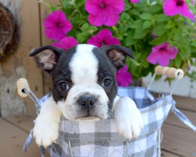 2 Male and 1 Female Boston Terrier Puppies for Sale