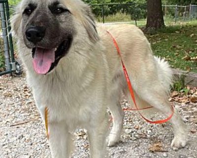 Ford - Great Pyrenees/Anatolian Shepherd Mix Male Dog for Adoption