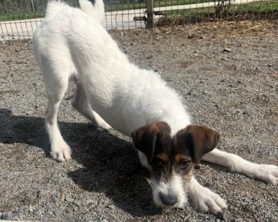 Male intact / 4 months / Found as a stray. Coat length Wire House-trained Yes Health Vaccinations up to date.. Puppy Male Small White / Cream , Brown / Chocolate