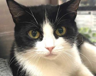 Spayed / Neutered. Breed American Shorthair Color Black (All)/White Age 1 year 5 months old, Adult Sex Female Pet ID 12701 Hair Length