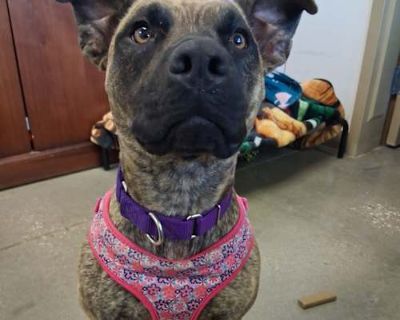 Lilo - Black Mouth Cur/Terrier (Unknown Type, Medium) Mix Female Dog for Adoption