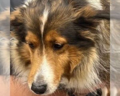 Adult * Location Dublin, OH, 43016 USA USA *. Dog Breed: Shetland Sheepdog Sheltie / Mixed (medium coat). To make the adoption process faster and easier, please visit .almosthomeohio and complete our online application! Lilac is 4 yrs old and new to our rescue. Please check back for updates Dont forget to visit our informative website, .almosthomeohio, for valuable information and interesting f...