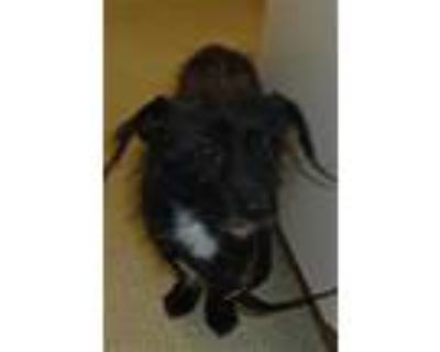 Adopt Dog a Black - with White Poodle (Miniature) / Mixed dog in Jurupa Valley