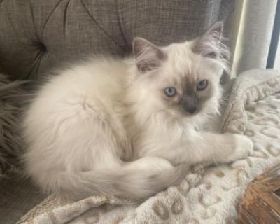 Chaz - Ragdoll Male Kitten For Sale