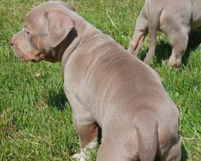 Peter Male Lilac Tri Classic Bully