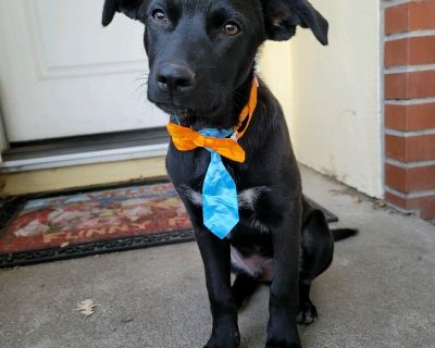 Pip - Australian Cattle Dog / Blue Heeler & Border Collie Mix Male Puppy for Adoption