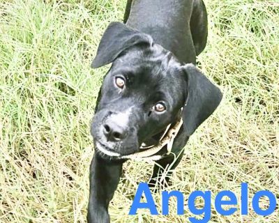Angelo was found wandering alone in rural south Texas, and someone in the community picked him up. One of our fosters brought into her home, and he now has been in our care for 6 weeks while we had his veterinary care completed. We hope Angelo will find his forever person soon! Angelo likes to meet new people, and he is a social pup. He loves playing with toys and will snuggle up right next to ...