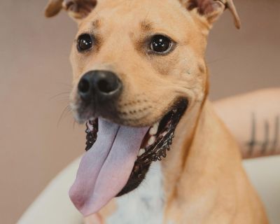 Rose - Boxer Mix Female Dog for Adoption