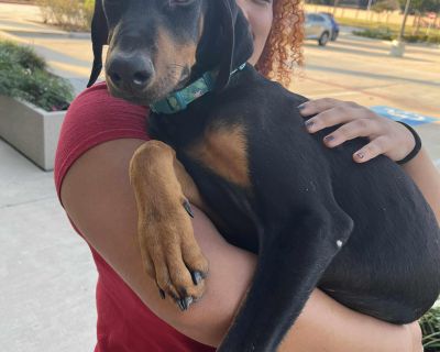 Dresden is the runt of the ' PASSPORT ' litter of Dobermans found on an abandoned property in Texas. Guessed to be born May 2025. He was just 15 lbs when his siblings weighed in at 28-35 lbs each. Dresden immediately started gaining weight when fed separately and more frequently along with supplements and vitamins. All the puppies required deworming and treatment for gut bacteria. He has a long...