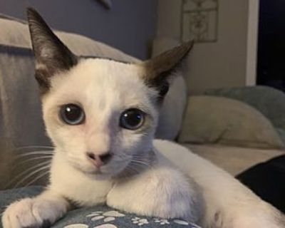 Gibson - Siamese Male Kitten for Adoption