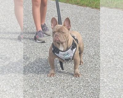 Stitch - French Bulldog Male Adult Dog for Sale