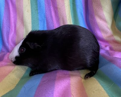 Wuhura - Guinea Pig Female for Adoption