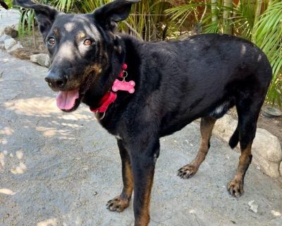 Pancho is 10 and a super sweet boy that loves to lean against you and have his ears, butt or belly rubbed ! He loves his walks but laying around the house is his new favorite pastime !. Out-of-town pets are cared for by non-local organizations who can make arrangements for the pet to be transported to your area. Learn More. Senior Male Medium