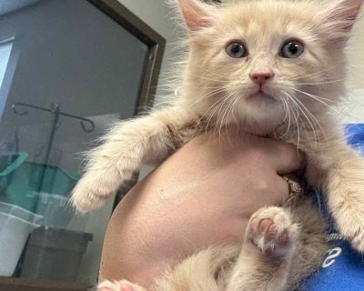 Health Vaccinations up to date.. Kitten Female Small Cream / Ivory