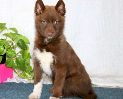 Here is a smart and expressive Pomsky puppy who is socialized and ready to meet you! Jethro comes home with a 30 day health guarantee and an extended genetic health guarantee, both provided by the breeders. This sweetie has also been seen by a vet and is up to date on shots and de-wormer. Jethro could be the best addition to your world!. Gender: Male Sire: Travis (Pomsky) Dam: Cindy (Pomsky) DO...