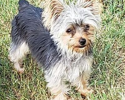 Gracie (toy 3.5 #) - Yorkie, Yorkshire Terrier Female Puppy for Adoption