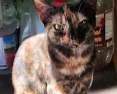 Say hello to this lovely tortie by the name of Kasey. This sweet girl is playful and affectionate. She is very sweet and loves to be held like a baby. Dogs are not her thing but she is fine with other cats. She was born in April 2024. She has been spayed & is up to date on her vaccinations. This animal is being fostered in the South but transport to a location near you is included in your adopt...