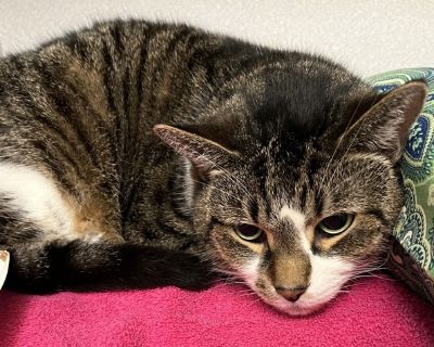 Meet Moe, a charming resident of our shelter. Despite his shy nature, Moe is a cat who knows his mind. His independent spirit and mellow temperament make him a calm companion. Moe prefers quiet corners, where he can observe the world around him. Moe's ideal home would be one where he can enjoy peaceful solitude, with occasional bouts of affection. Moe prefers his ladies so would do best with a ...