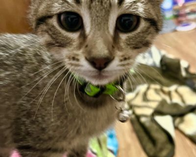 Tempo would make a great family pet. He loves play and chase toys and he loves his cuddle time with his human. He has been neutered, microchipped and his current vaccinations. He is still at Foster care and can be seen for meet and greets at the building. Please go to www.rescue55021.com to complete an adoption application or to inquire about a meet and greet time. Tempo plays well with other c...