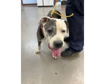 JUNIOR - American Pit Bull Terrier Male Dog for Adoption