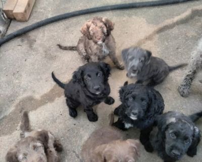 puppies for sale