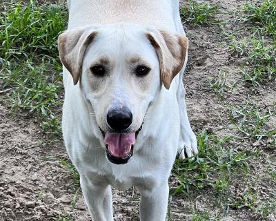 Jack Nicholas - Labrador Retriever Male Dog for Adoption