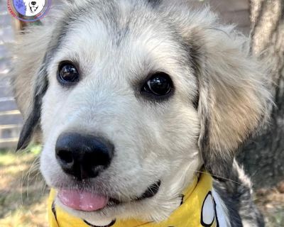 Trudy - Great Pyrenees & Husky Mix Female Puppy for Adoption