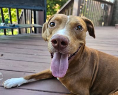 Jack Jack - Hound Mix Male Dog for Adoption