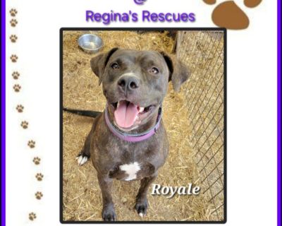 Royale - Pit Bull Terrier & Labrador Retriever Mix Female Dog for Adoption