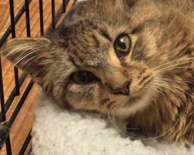 Flusffster and Xylia are a darling brother and sister who came to Fancy Cats from a partner shelter. They are a bonded pair and they would love to find a home together. They are typical kittens who enjoy playing tag with each other and chasing toys across the floor. Although they may start out a little shy, they will warm up and show their true personalities once they have had time to adjust an...