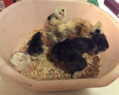 chicks, houdan, cemani, and more