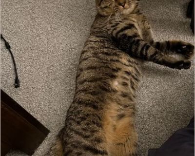 Akaza is a 2 year old cat who loves headbumps and tuna. Akaza loves to show his belly and roll around when sitting with his owner. He is up to date on his vaccines and he has been neutered. I can provide a carrier, his favorite blanket and some of his favorite toys. There are no behavioral issues, but I am severely allergic to cats, something I learned after adopting as a first time cat owner.